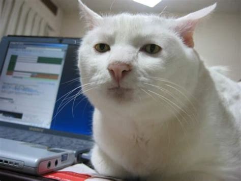 25 best memes about cat meme template cat meme. 14 Cat Memes Exploitables and Templates - Maca is Rambling