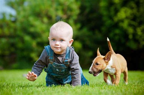 How To Introduce Your Baby To A Puppy Or Adult Dog Pets4life