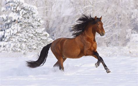 Horse Winter Scenes Wallpaper Wallpapersafari