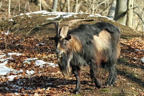 Wilder Ziegenbock Genannt Flachhorn Foto And Bild Tiere Wildlife