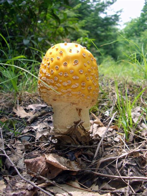 Pin By Calvin Herl On Mushrooms Of Missouri Pinterest