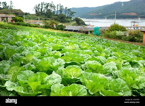 The Village Agriculture In South Korea Stock Photo Alamy