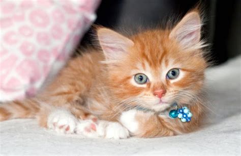 Little Ginger Rascal Alfie Love Meow