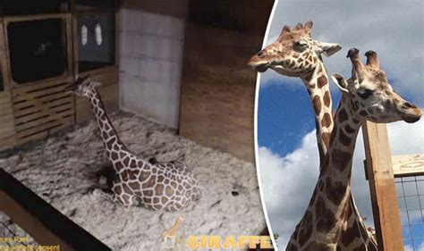 April The Giraffe Live Stream Birth Updates Latest News As Pregnant Giraffe Gives Birth