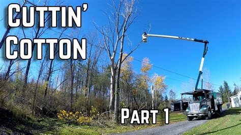 Bucket Truck Tree Cutting Massive Dead And Dangerous Trees Youtube