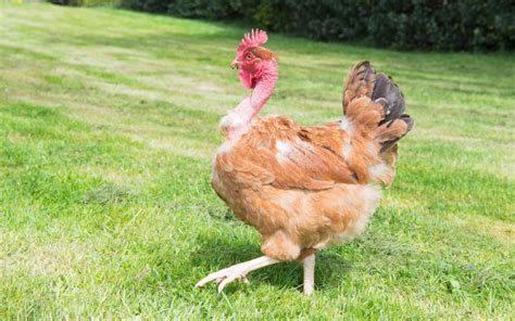 Why Transylvanian Chickens Have Naked Necks Ar