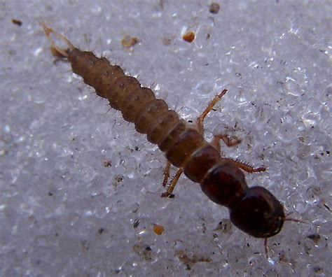 Rove Beetle Larva Bugguidenet