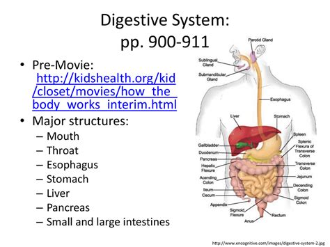 In some cases, you likewise reach not discover the proclamation student exploration digestive system answer key gizmo that you are looking for. Student Exploration: Digestive System Answers : Digestive ...