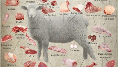 Carne De Cordero Corte Y Despiece Meat Cuts Cooking Basics Lamb