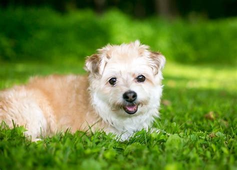 Pomapoo Dog Guide Tips For Proper Care And Health Breedexpert