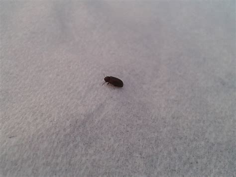 Little Brown Flying Bugs In My Bedroom