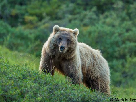 Grizzly Bear Denali National Park Alaskaimage 2969 Mark Kelley