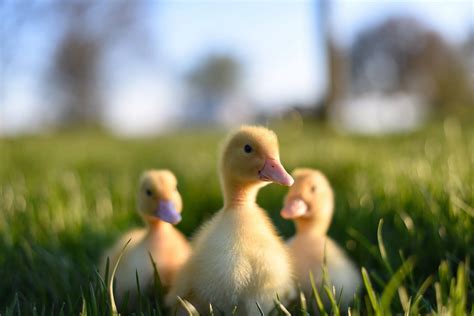 Guía Por Pasos Sobre Los Cuidados De Patos Pequeños Planeta Avícola