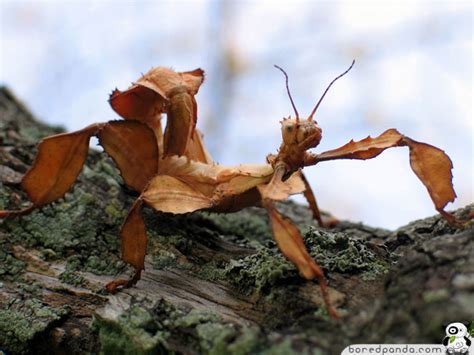 20 Amazing Examples Of Animal Camouflage Laughing Camera