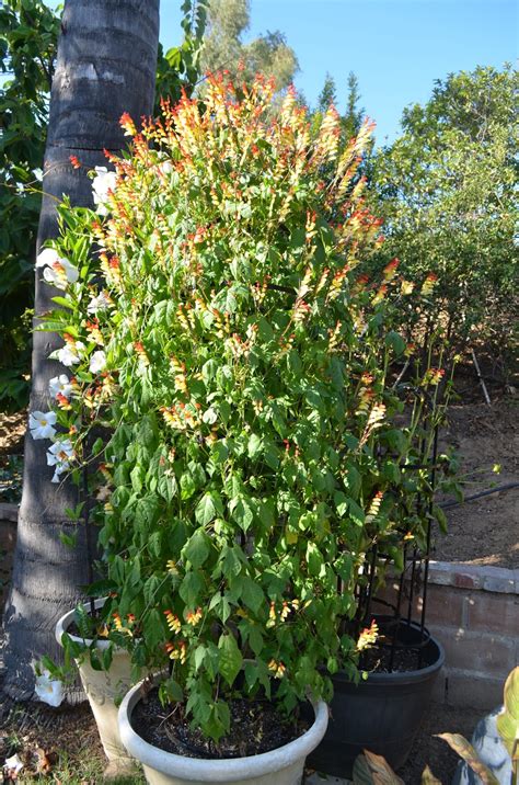 There are flowers of all colours and of all types as roses, carnations, poppies or gardenias in the world. Entertaining From an Ethnic Indian Kitchen: Autumn garden ...