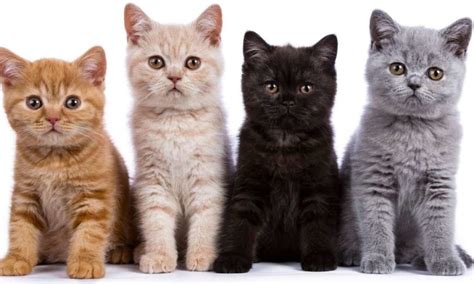 Mewarnai gambar hewan kitty kucing lucu aneka mewarnai coloring. Kucing dibakar: Ganjaran RM10,000 jika beri maklumat tepat
