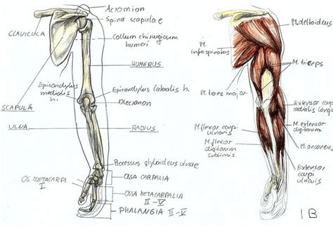 anatomy arm 2 by BK-81 on DeviantArt | Body study, Arm anatomy, Anatomy