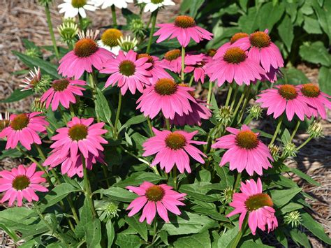 Should you be looking for a particular violet or perennial, feel free to message us, as we may have a limited quantity in stock. Coneflowers are ideal for busy gardeners | Mississippi ...