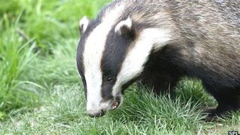 How Did The Irish Badger Cull Play Out Bbc News