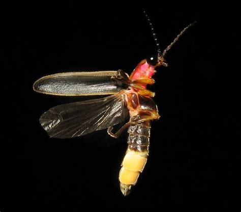 3 Things You Didnt Know About Lightning Bugs Bayou Cajun Pest Control