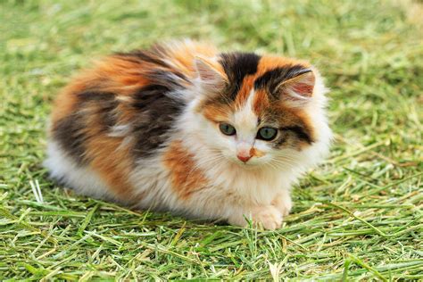 (ps, i know her tails weird. Understanding The Calico Cat Breed-info and facts about it ...