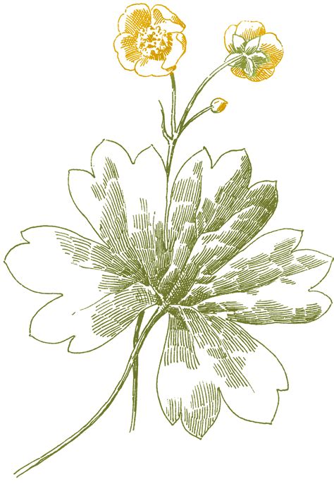 Choose your favorite black and white flower drawings from 2,718 available designs. Buttercup Flower Images - The Graphics Fairy