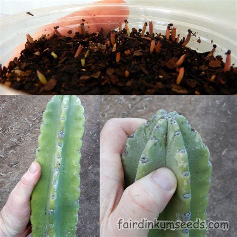 Today we are excited to finally be tasting our first fruit off of on. Cereus Species Peruvian Apple Cactus Seeds | Fair Dinkum Seeds