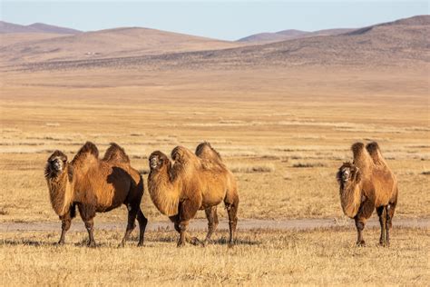 The Fascinating Bactrian Camel Exploring The Mongolian Camel Of