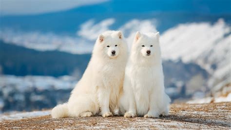 Wallpaper Two Samoyed Dogs 1920x1200 Hd Picture Image