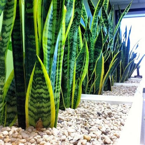 The 7 Best Office Plants Revealed Indoor Plants Hq