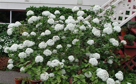 Many of these trees can be grown far from where they are naturally found. Buy Fragrant Snowball Viburnum - 3 Gallon - Shrubs ...