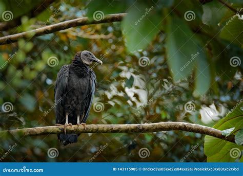 Vulture Sitting On The Tree In Costa Rica Tropic Forest Ugly Black