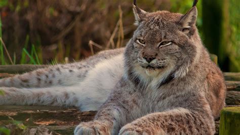 From work to play, we get you there. Eurasian lynx Wallpaper for 1920x1080