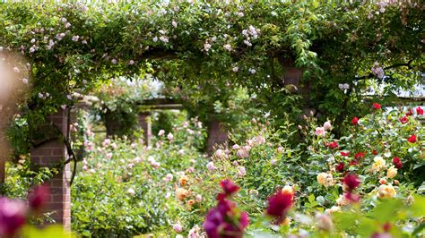The Best Fragrant Roses 10 Scented Varieties For A Garden