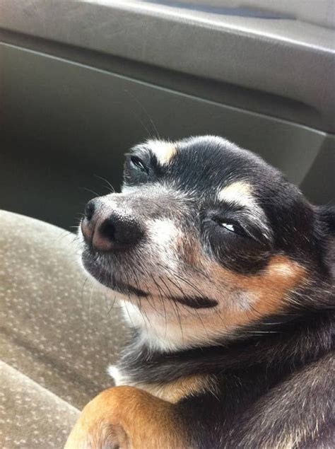 31 Dog Reactions For Everyday Situations Funny Dog Faces Puppy Funny