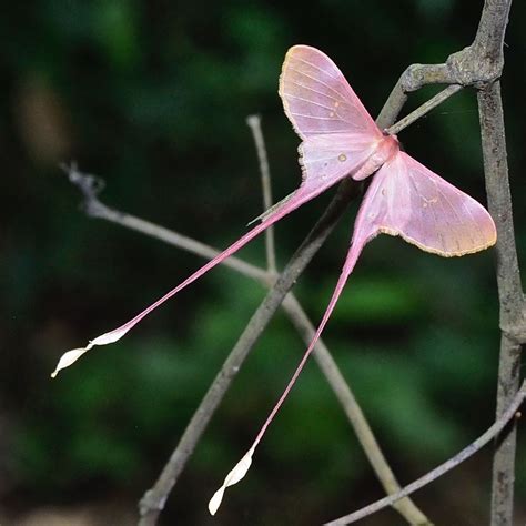 Pink Silk Moth Eudaemonia Argus Photographed By Pamela In Ghana