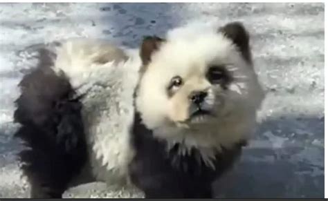 Watch: Outrage after Chinese zoo paints chow-chow dogs to look like