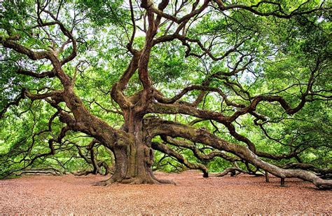 30 Of The Worlds Tree Species Facing Extinction In The Wild