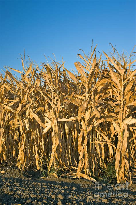 Corn Stalks Photograph By Inga Spence Pixels