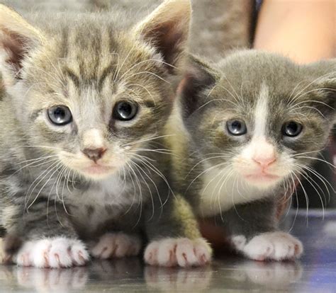 Puppies for adoption in san diego. Kitten Adoption San Diego - Adopt a Kitten | Helen ...