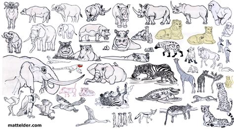 African Wild Animals Drawings