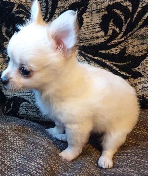 59 Long Haired Chihuahua Breeders Photo Bleumoonproductions