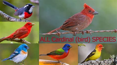 All Cardinal Bird Species Complete List Of Cardinal Bird Species