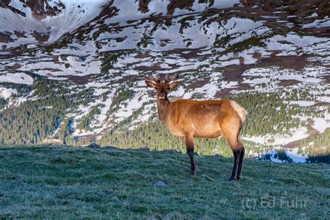 Elk On The Tundra Rocky Mountain National Park Ed Fuhr Photography