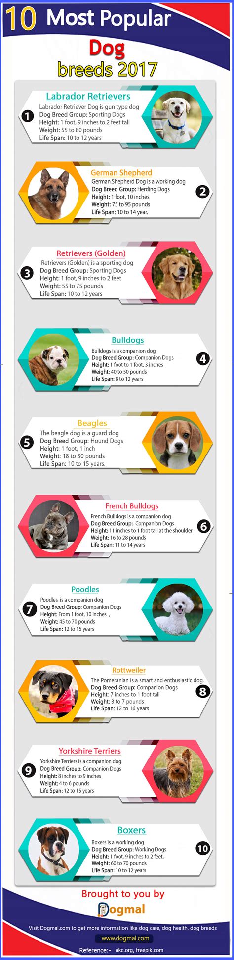 Top 10 Most Popular Dog Breeds 2017 By Akc Infographic