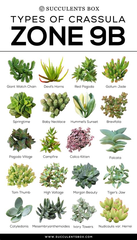 Choosing Succulents For Zone 9 California Florida Arizona Artofit