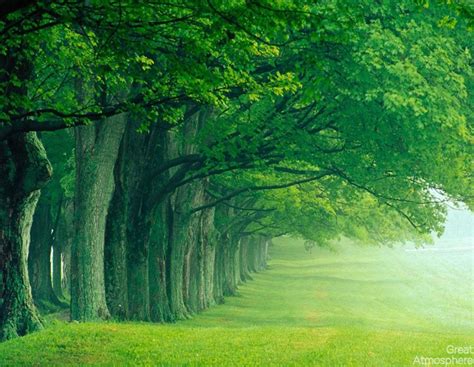 Great Atmosphere Amazing Green Forest Pattern Great
