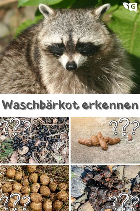 We did not find results for: Kot vom Waschbär erkennen: wie sieht Waschbärkot aus ...