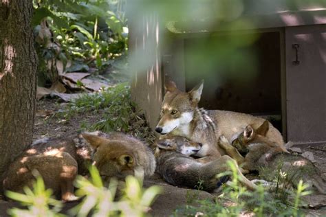 Endangered Red Wolves Need Space To Stay Wild But Theres Another