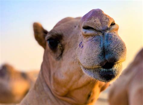 Now this is the next tale, and it tells how the camel got his big hump. Over the Hump: Why We Need to Talk About Apache Camel